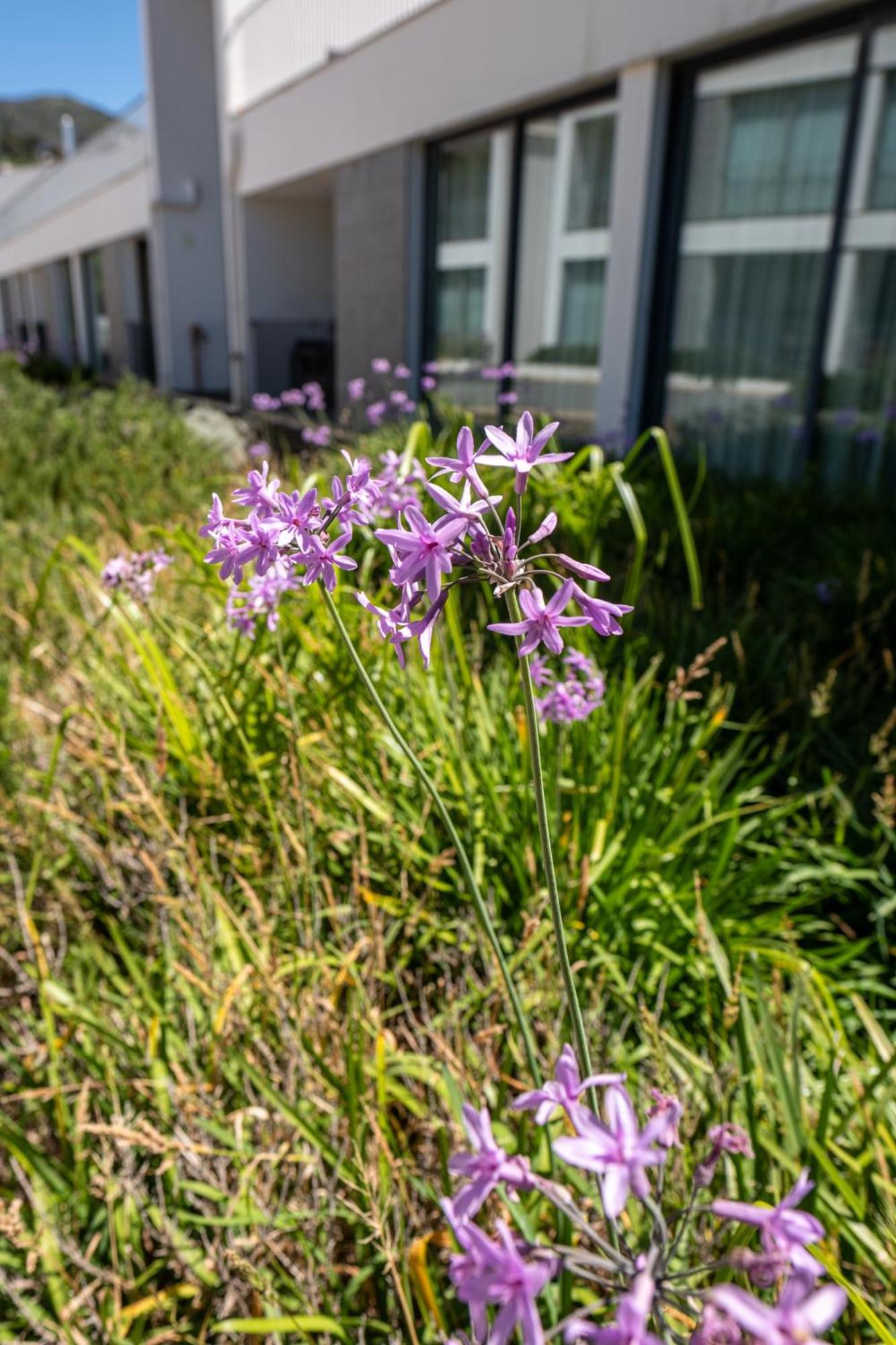 Monchique Resort & Spa Exterior photo Scilla amethystina